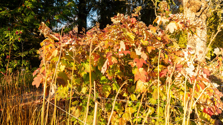 Brilliant orange and red leaves of oakleaf hydrangea