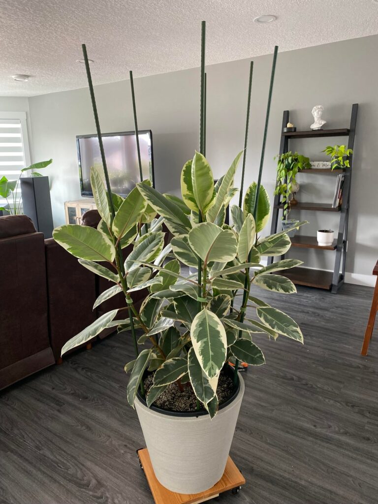 2 Years Of Growth