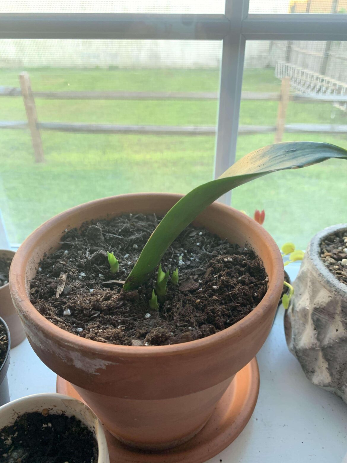 My first snake plant leaf prop is proving to be an overachiever.