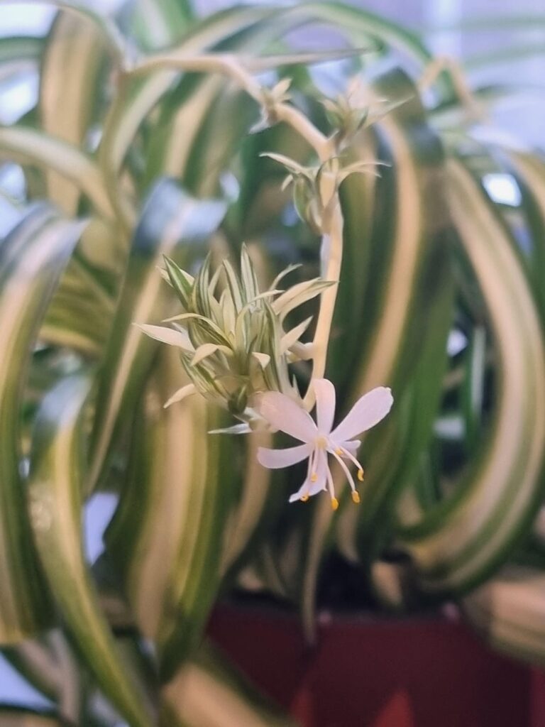 My spider plant has bloomed