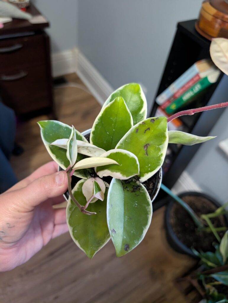 Krimson Queen? Need ID Assistance!