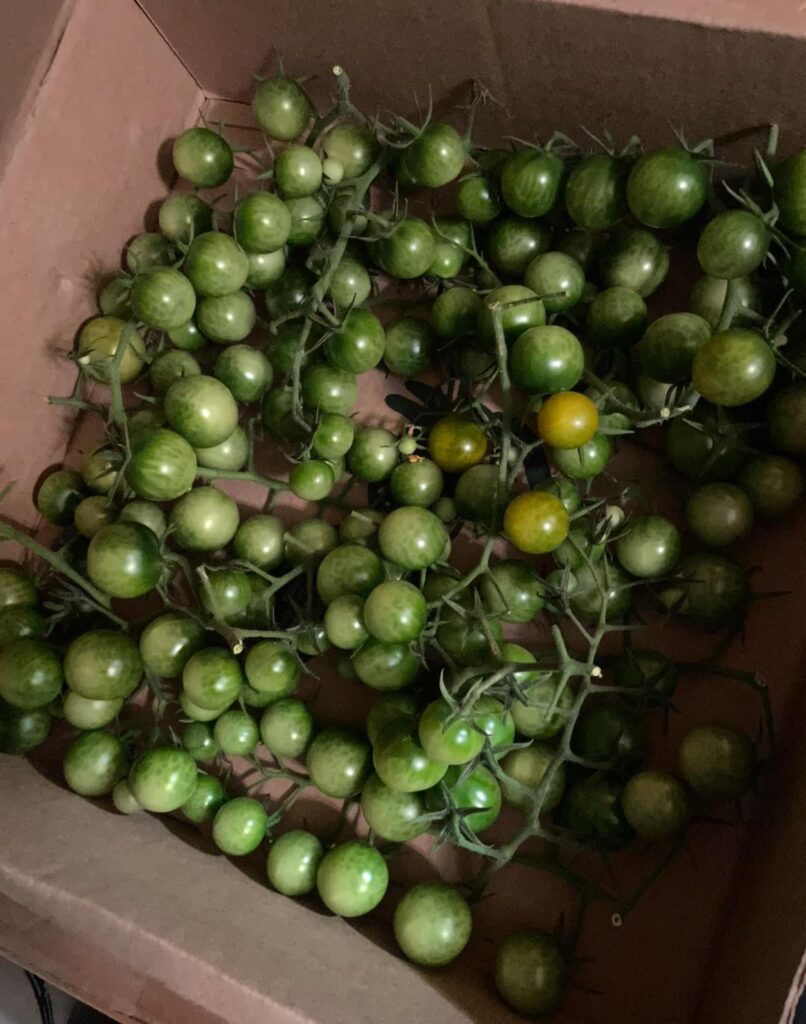 Too many green sungolds (first frost hit hard)