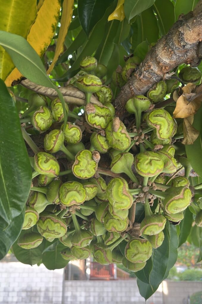 Umbrella Tree pods? Umbrella Tree pods?