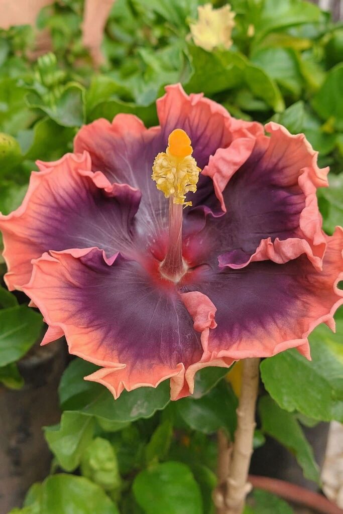 What variety is this