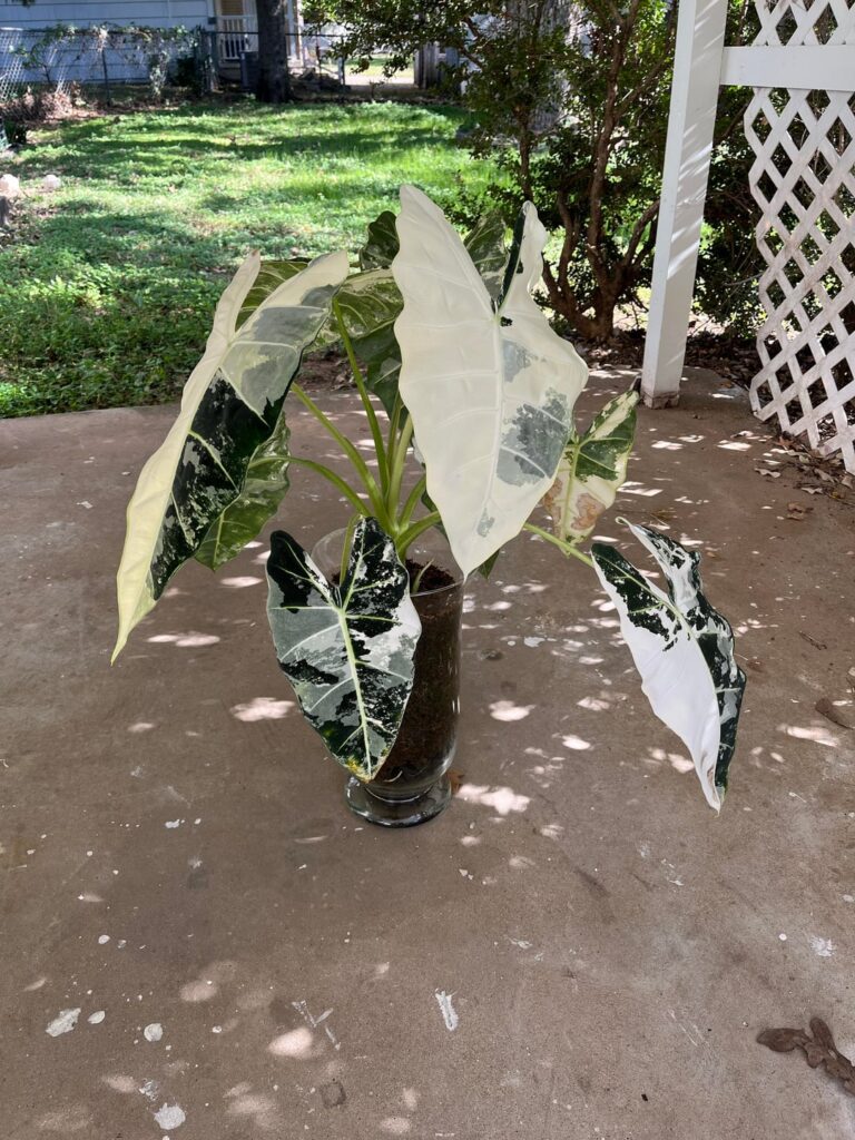 How much bigger should I go? How much bigger should I go?