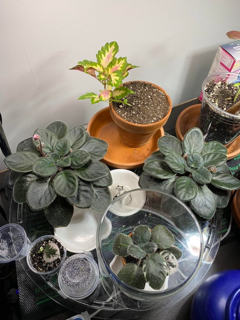 A new baby and incoming blooms! So exciting