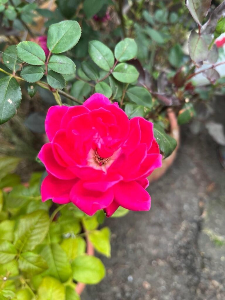 Double Knock Out “Shrub” Double Knock Out “Shrub”