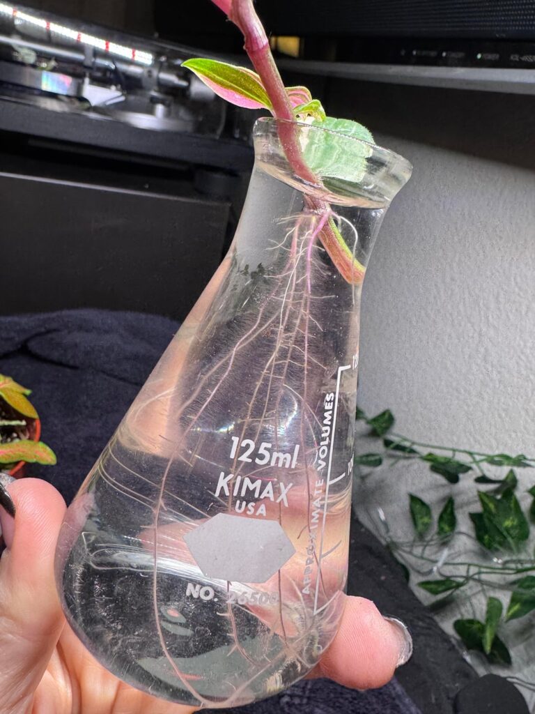 Is she ready for soil? Is she ready for soil?