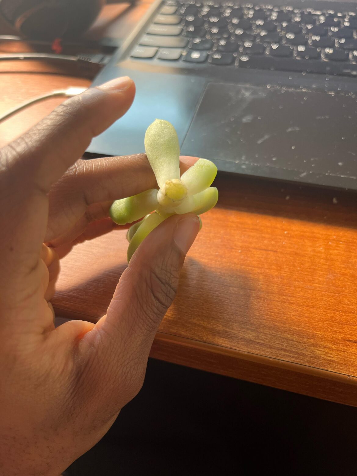 Is my echevria calloused? I cut off the pup about like 12 ish hour’s ago