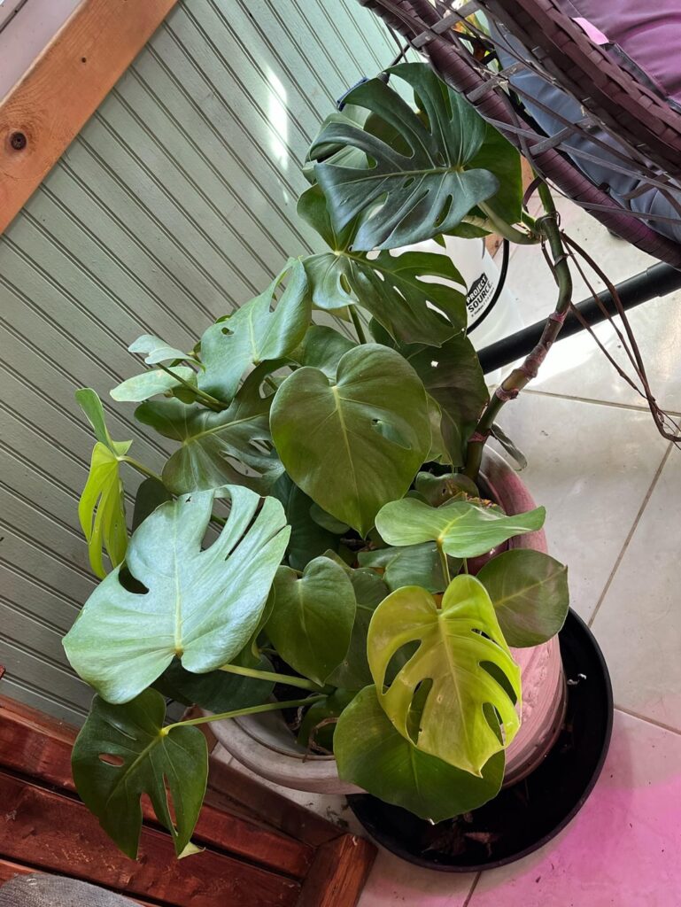 my neglected monstera <3 my neglected monstera <3