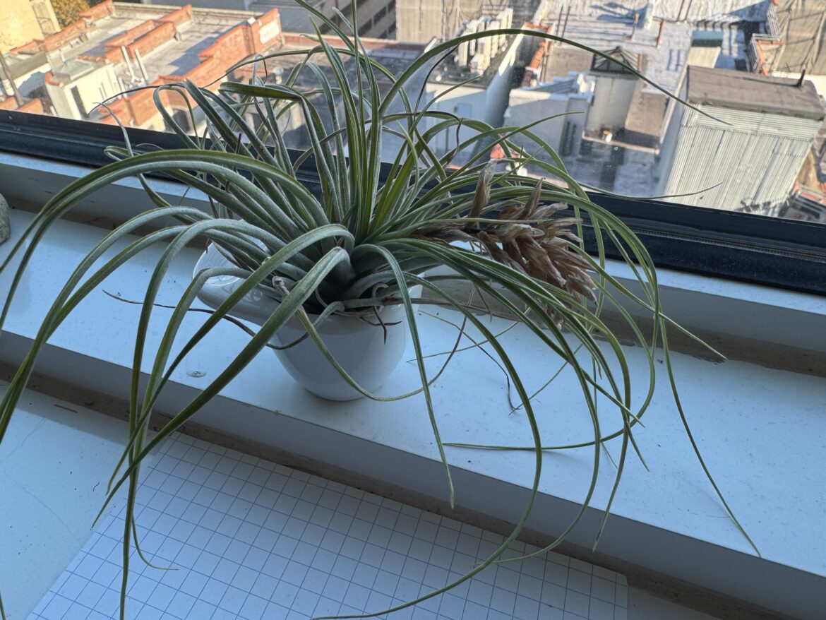 154 days ago I posted on this sub re this exact plant sprouted a pink blossom that in turn sprouted tiny delicate beautiful purple flowers