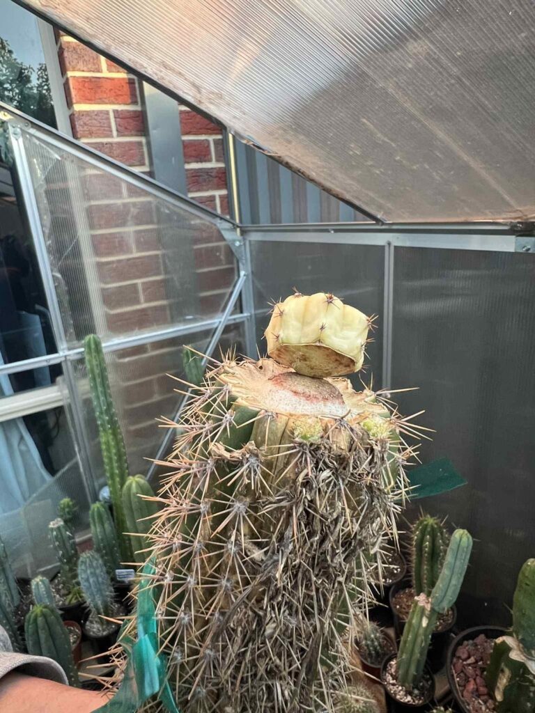 When I grafted it was flat but slowly has risen up should try again or leave?