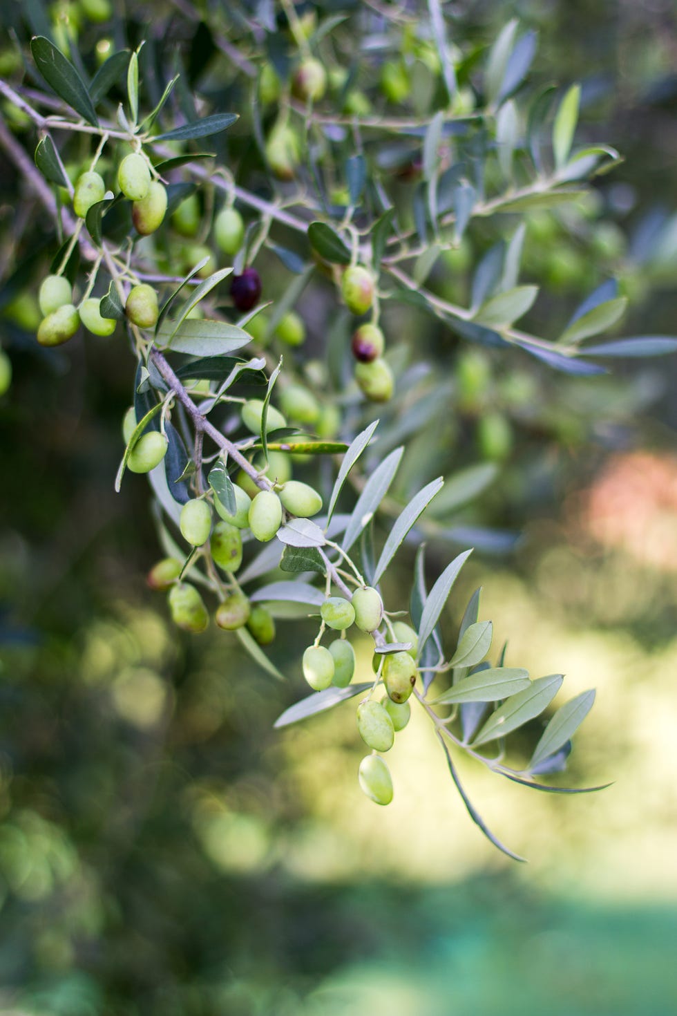 Olive tree growing outside Olive tree growing outside