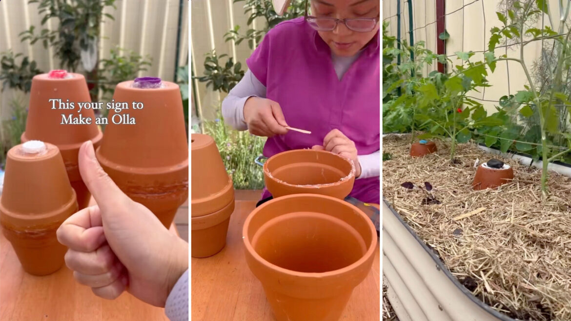 Gardener shares ancient technique to grow thriving plants: ‘This is brilliant’ One clever gardener shared their DIY olla on TikTok, revealing how it can help lazy gardeners provide their plants with a steady water supply.