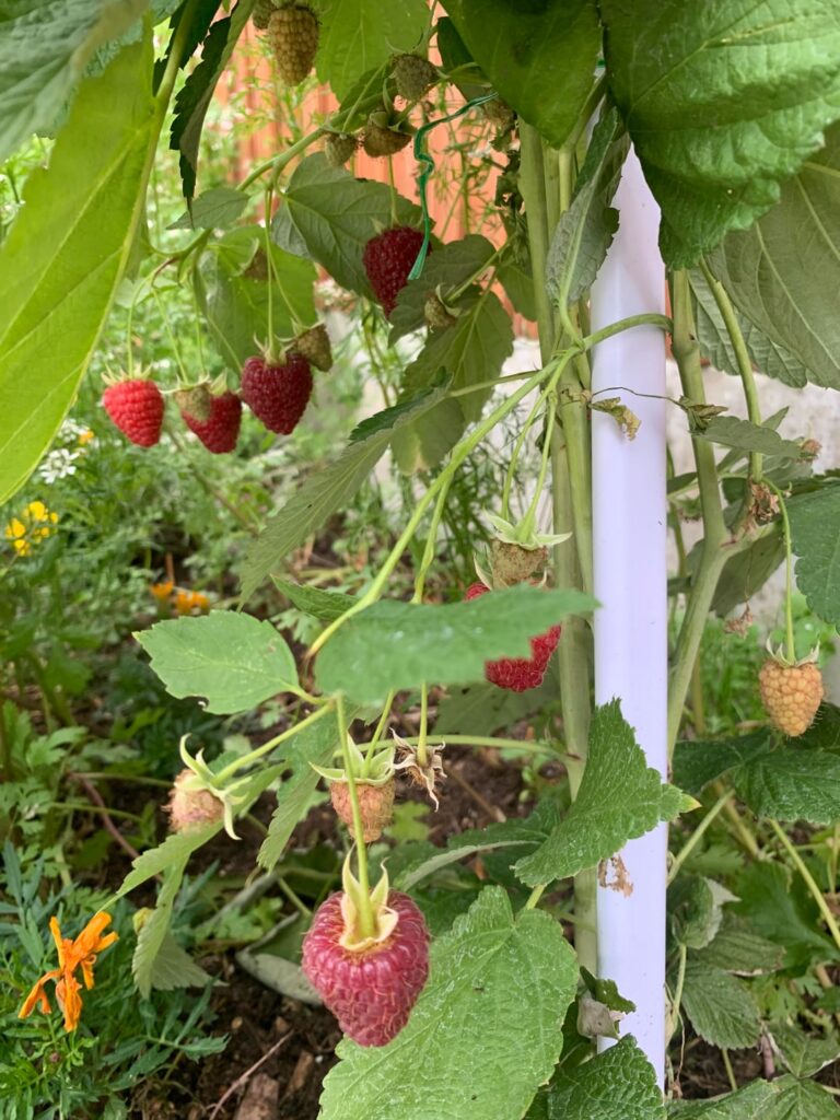 My first raspberry plant!