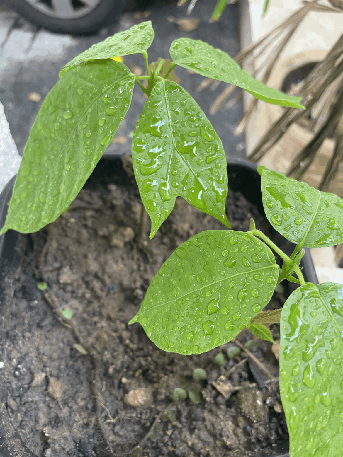 Is this normal? My cocoa seedling got a leaf with an "Y" shape