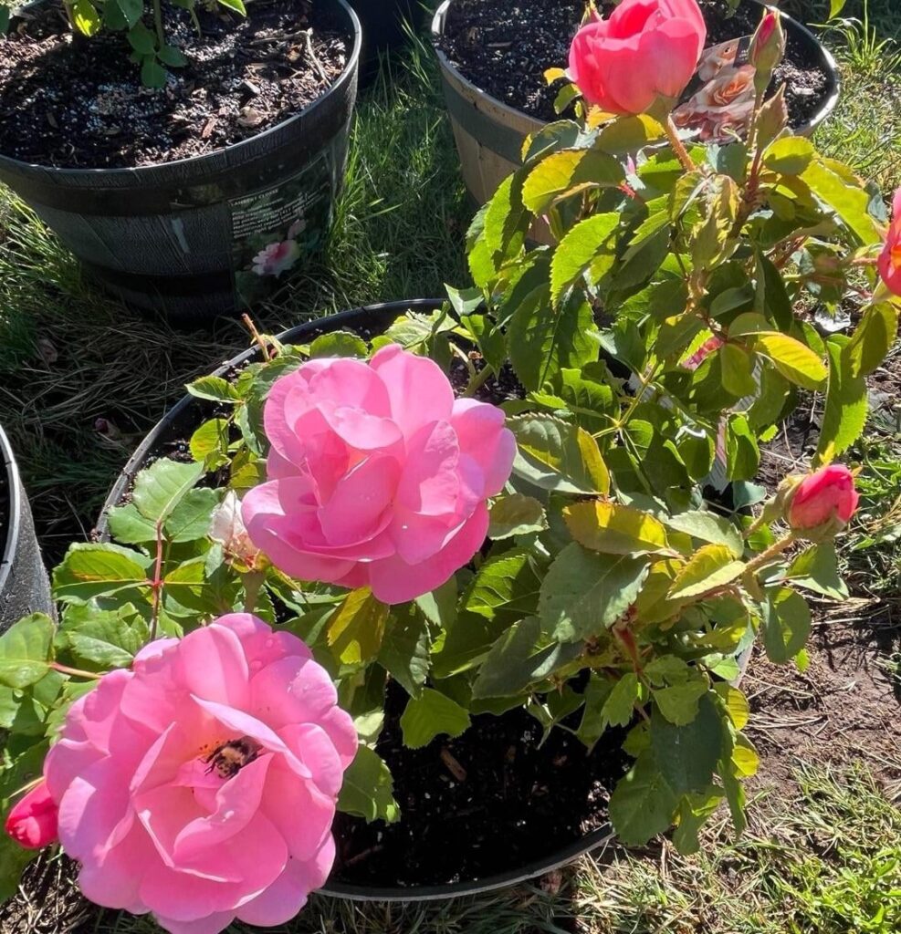 Peachy Knock Out “Shrub”