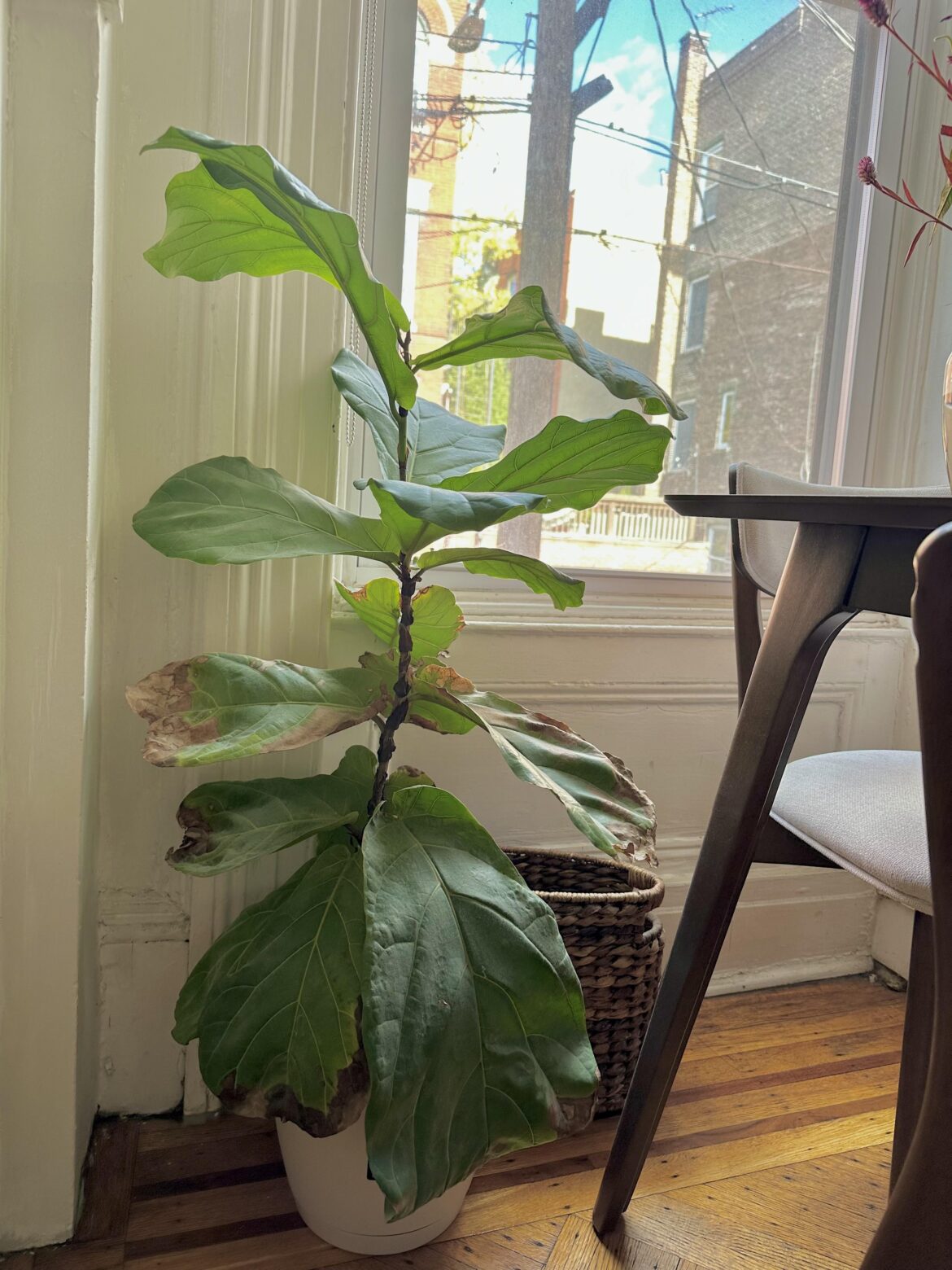 Newbie and need help