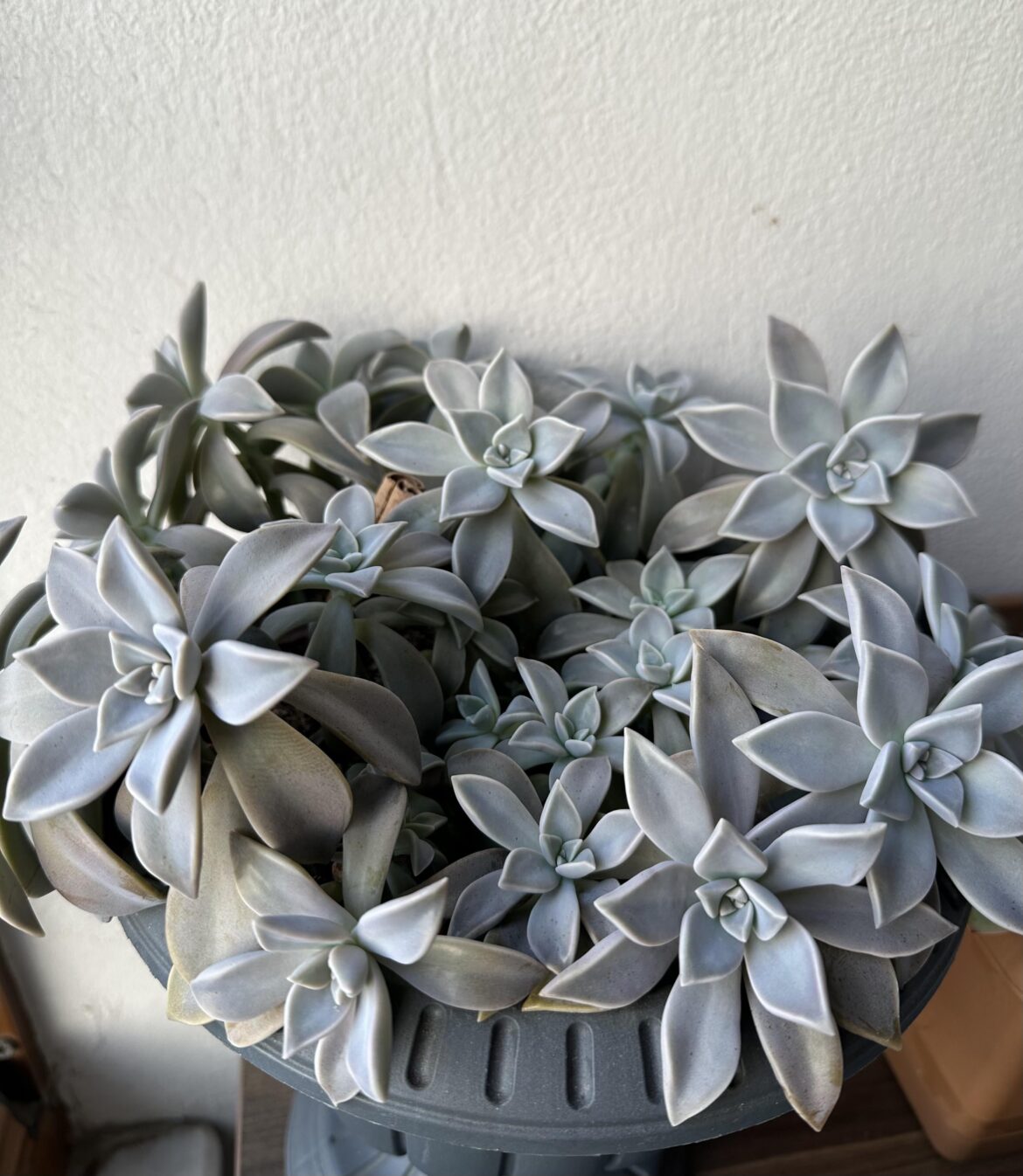 My succulents is growing very fast. Do you know what it's name? 🤔