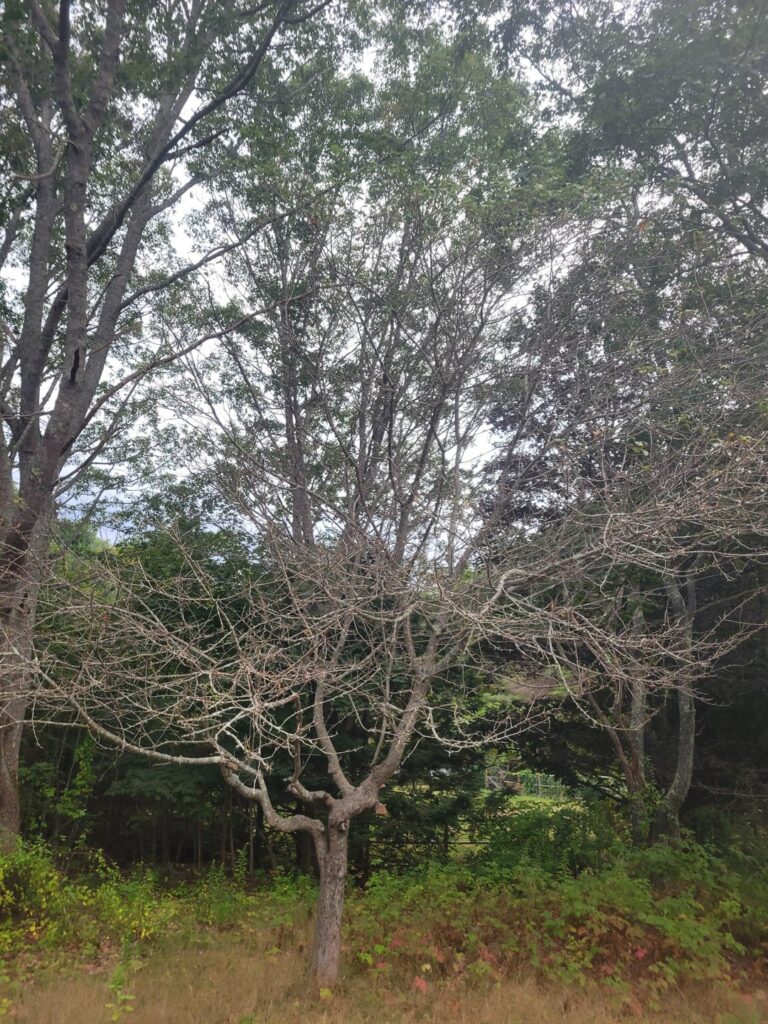 Is this old apple tree a suitable host?