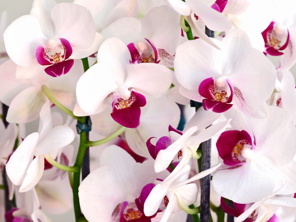 orchid bouquet