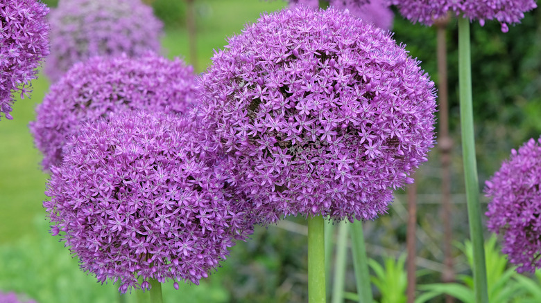 Purple allium flowers in full spring bloom