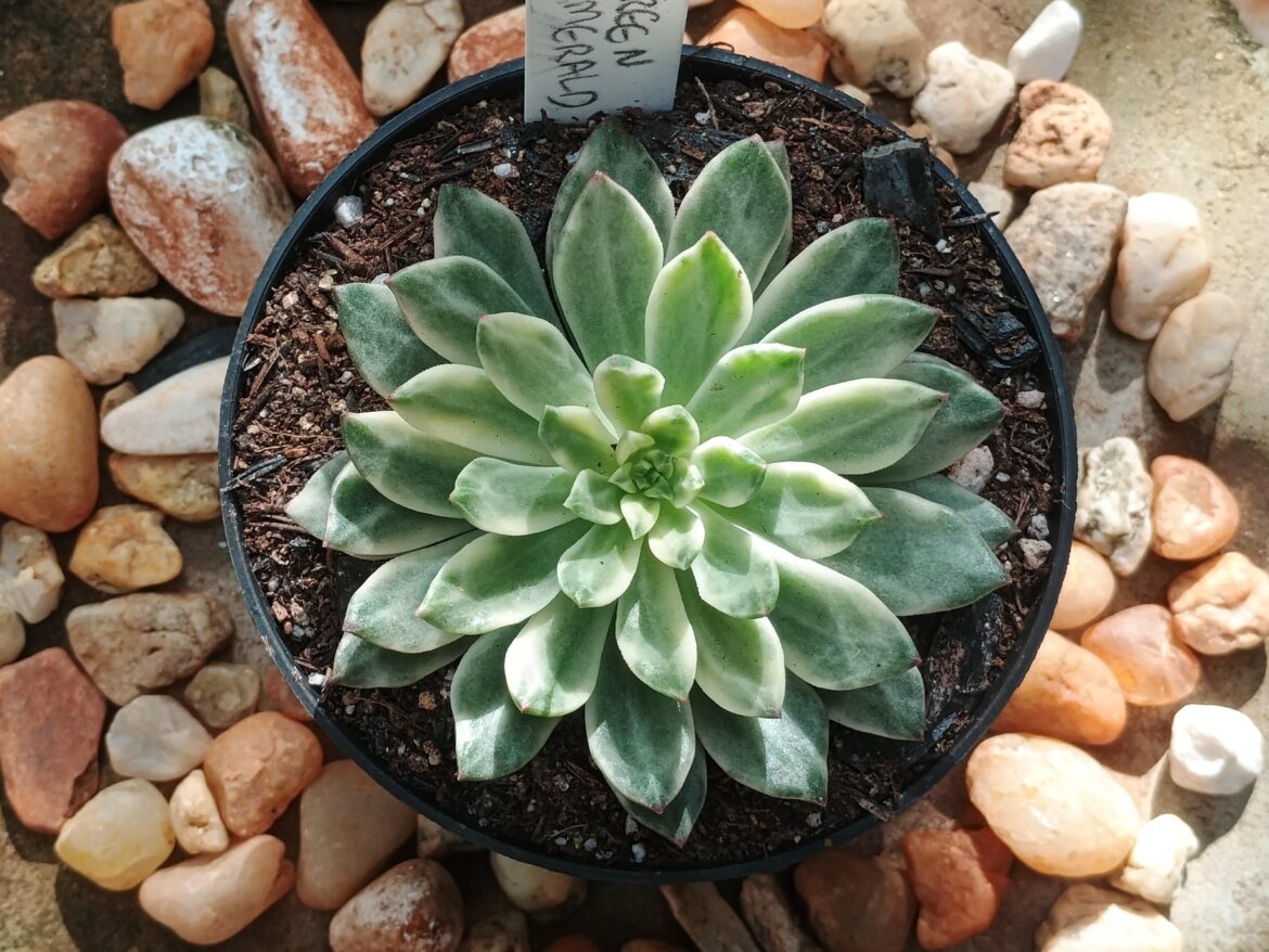 Variegated Echeveria Green Emerald