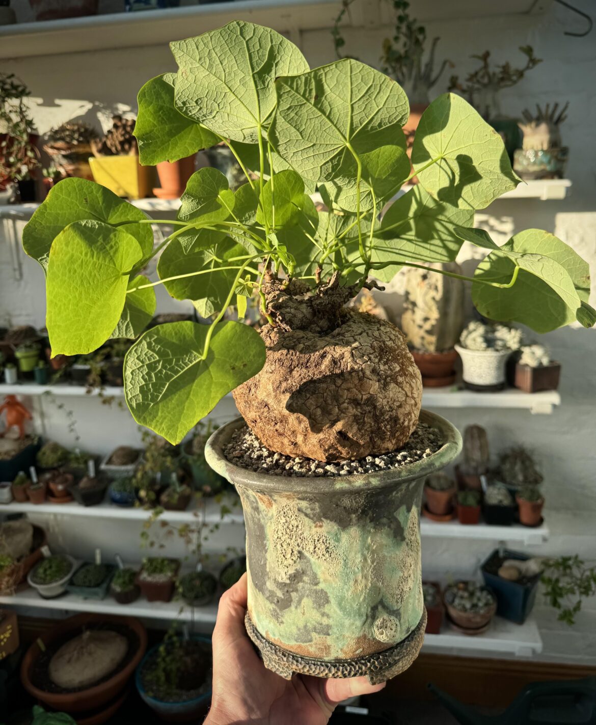 Stephania suberosa- Cambodia