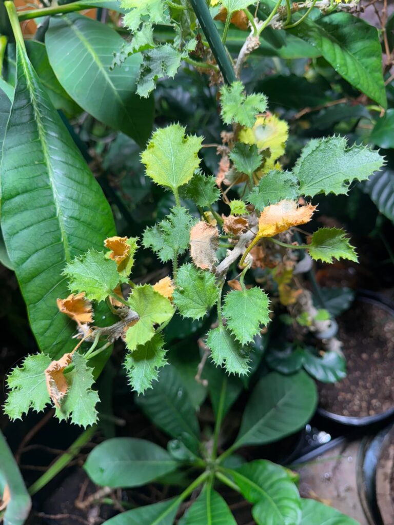 Dendrosicyos socotranum help please!