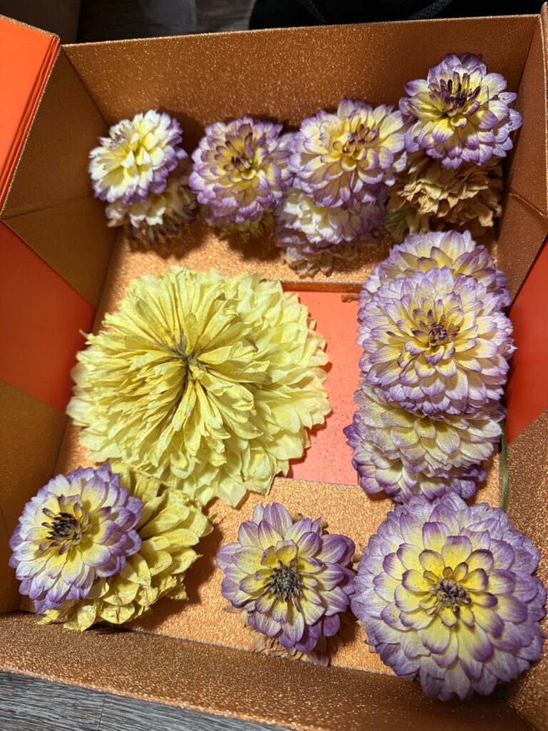 Recently dried the flowers with drying gels and the pink colors have turned purple when dried! Recently dried the flowers with drying gels and the pink colors have turned purple when dried!