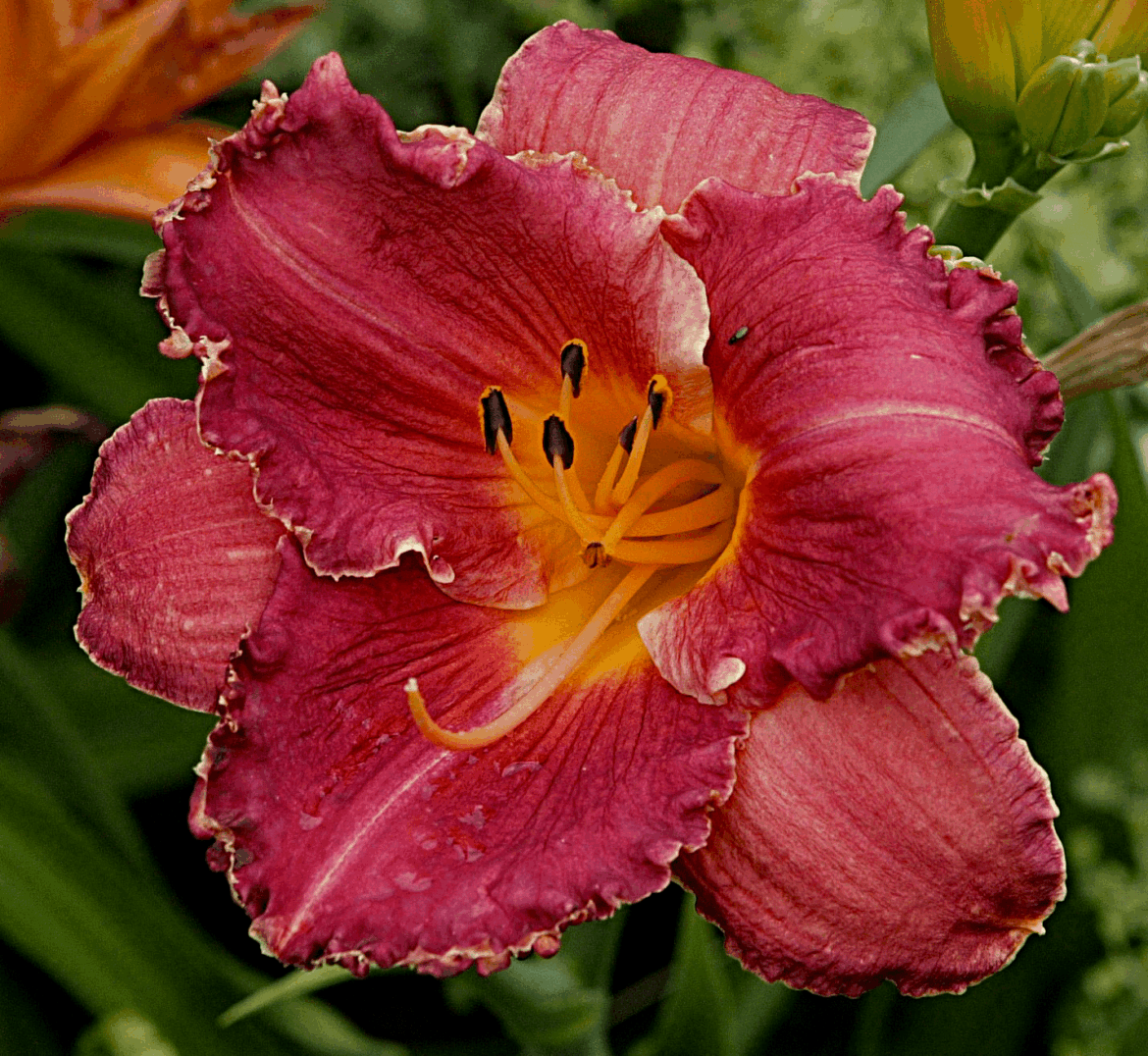 Ruffled daylily [OC]