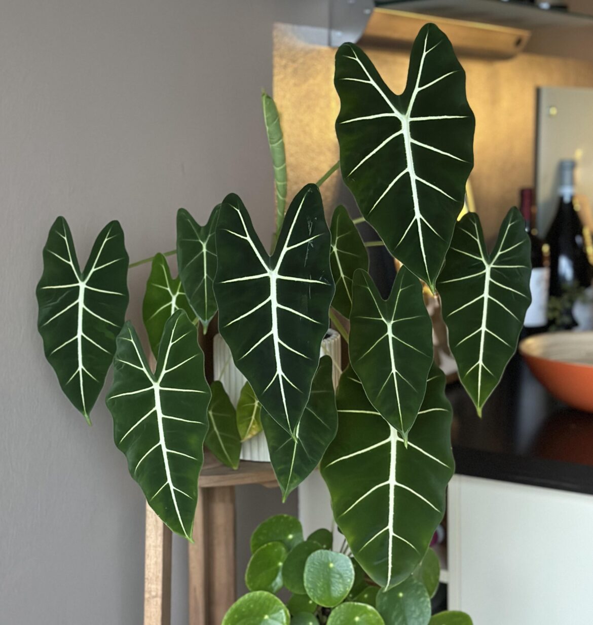 Alocasia frydek😍😍