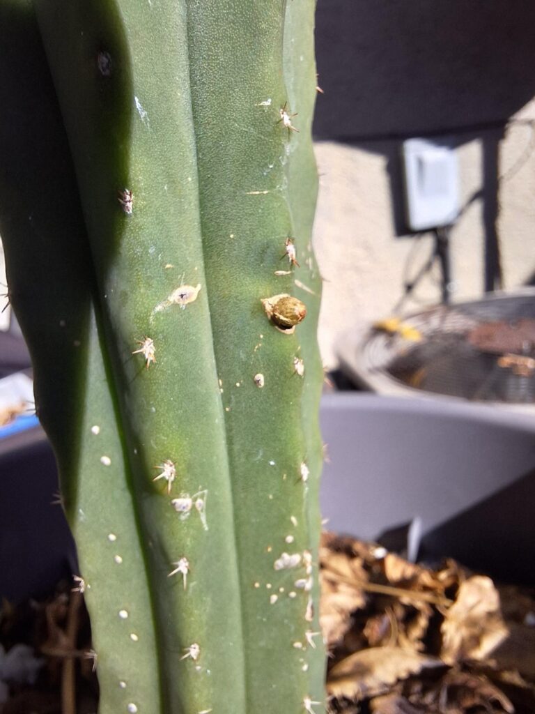Got this little guy a couple months ago. What's this little ball?