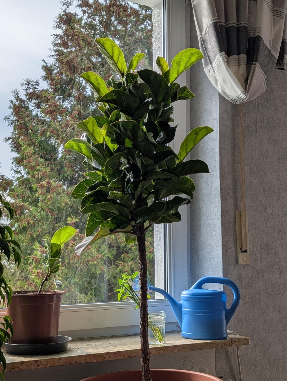 Seems like my bambino flf adjusted itself to being inside again