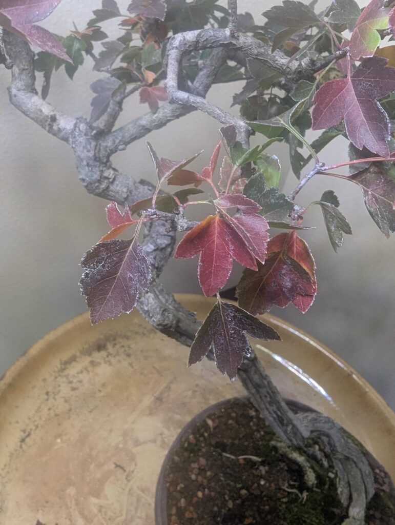 Deep red fall color on a bunjin hawthorn