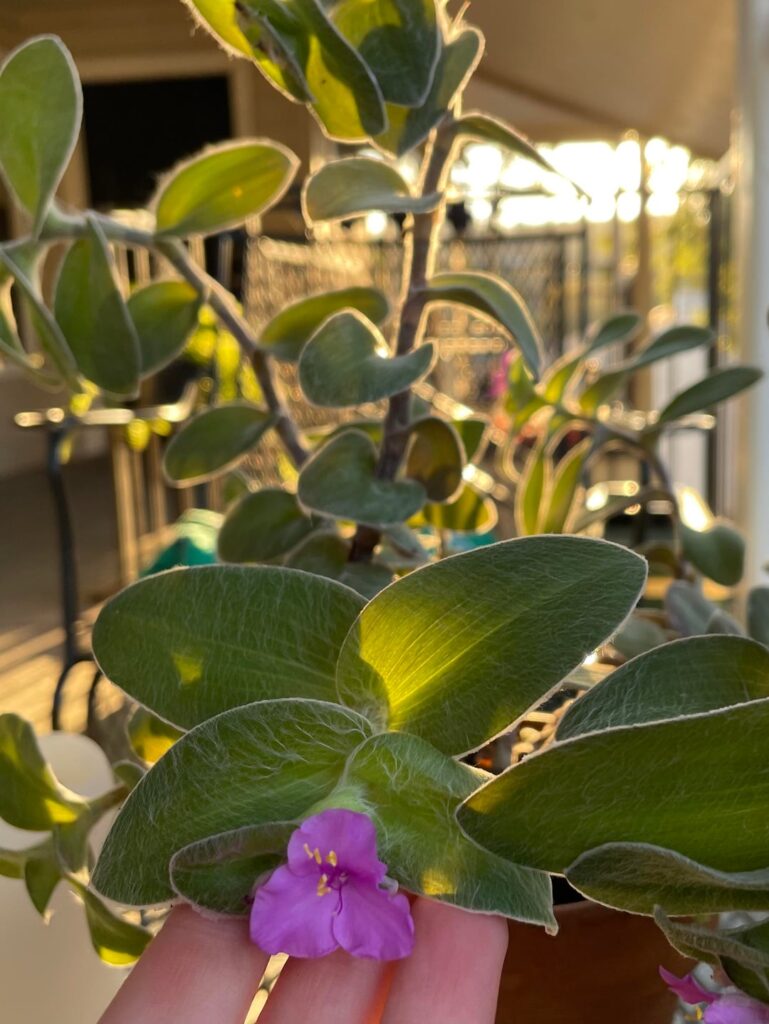 Trandescantia sillamontana
