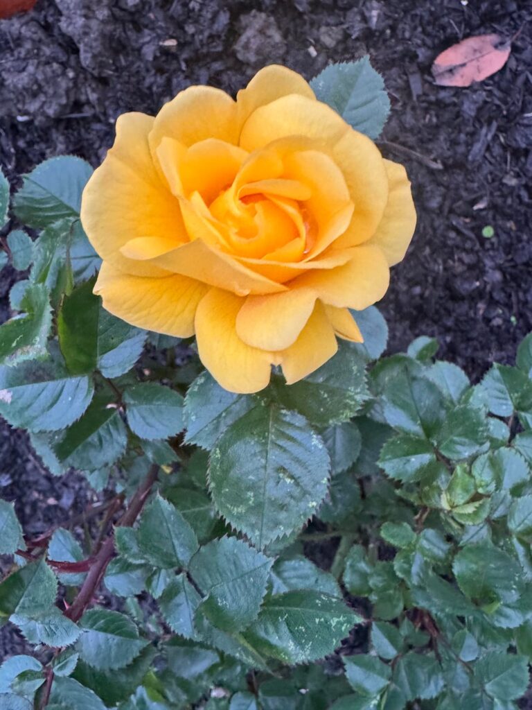 My roses today ☺️