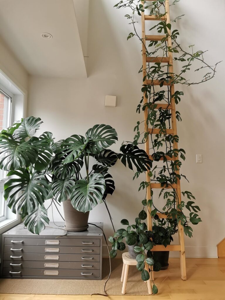 progress photos of my monsteras from cuttings