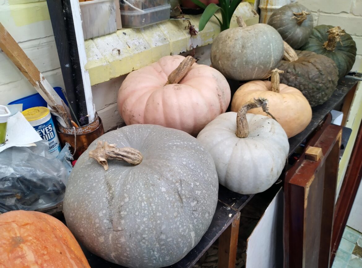 This year's squash crop