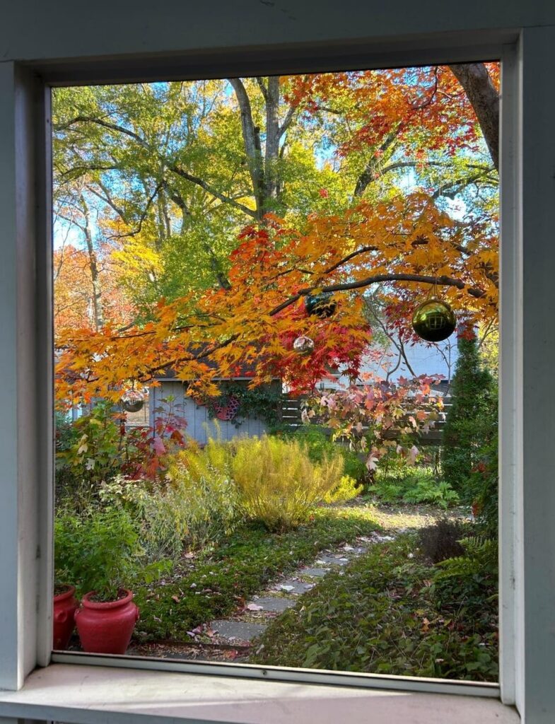 My lawnless back yard at its fall peak, in Zone 7B Maryland