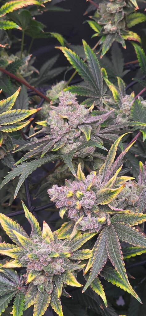 Harvest day of my first grow