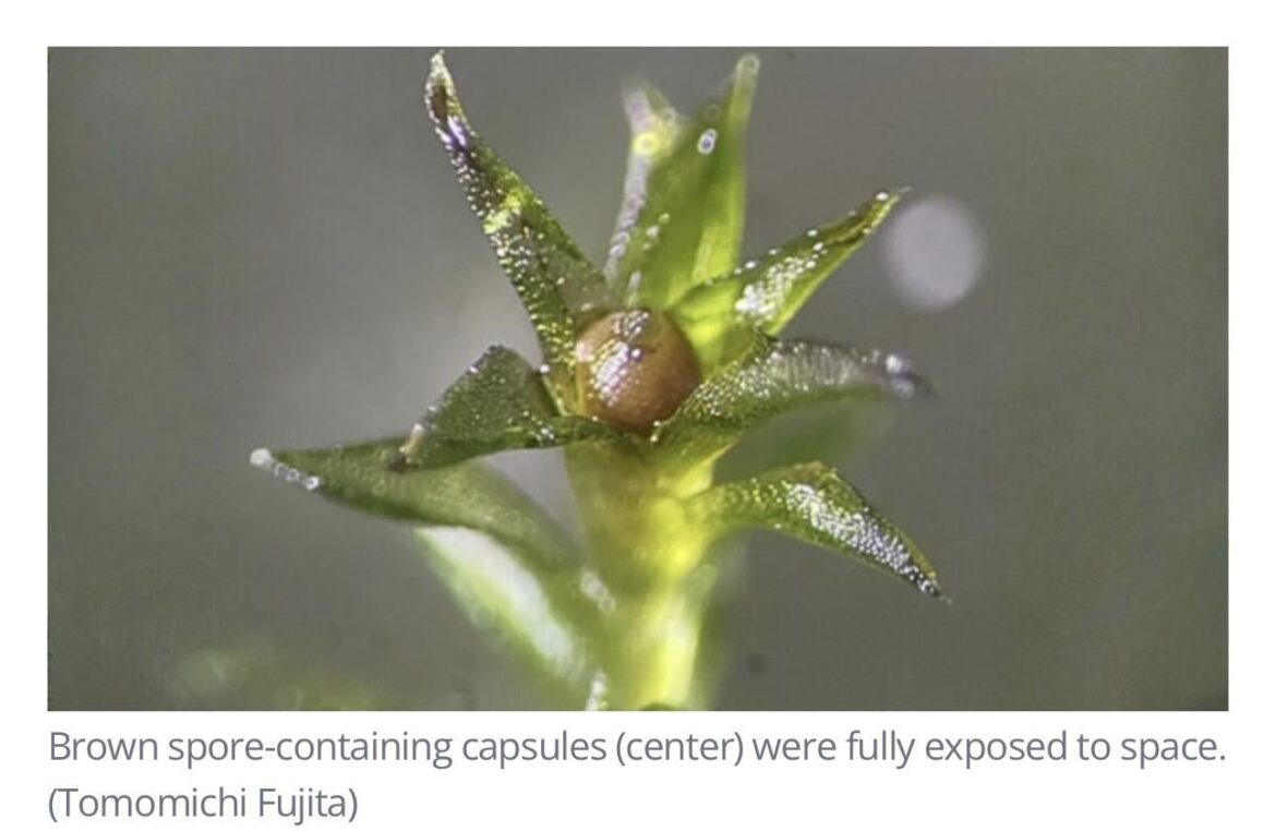 Mossarium in Outer Space survives for 9 months in NASA experiment.