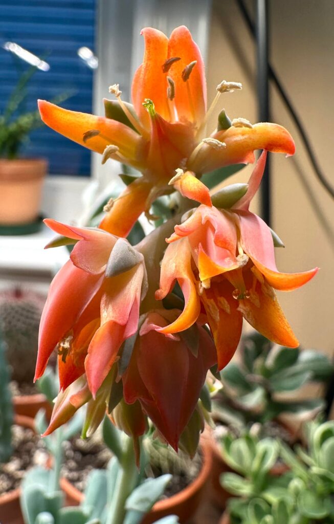 In Bloom