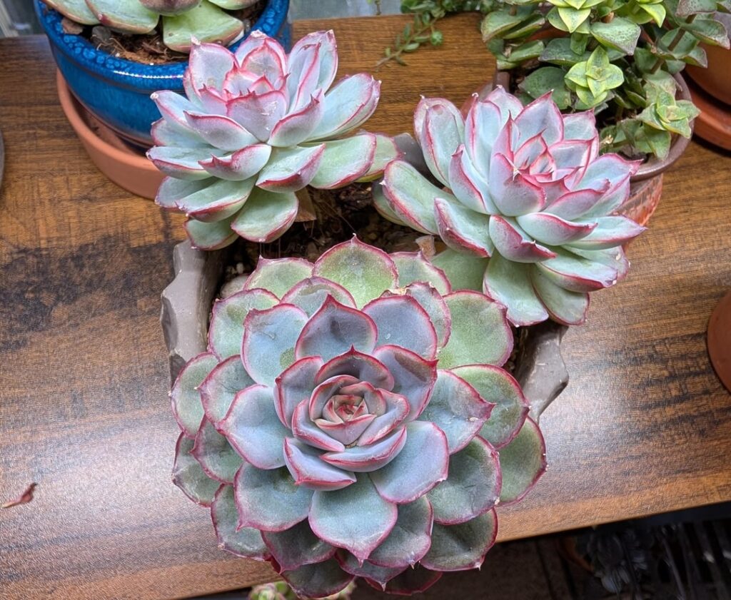 I’ve collected over 100 succulents and TIL some are wonderfully fragrant. I've collected over 100 succulents and TIL some are wonderfully fragrant.