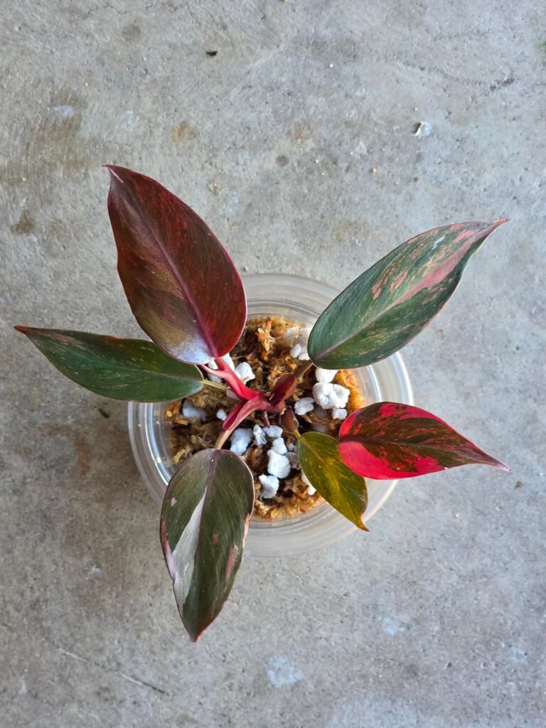 Fire Princess finally found a good home