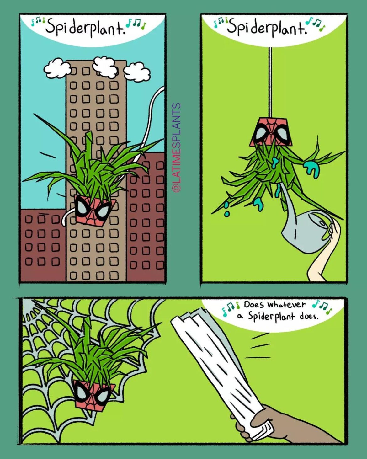 Spider plant