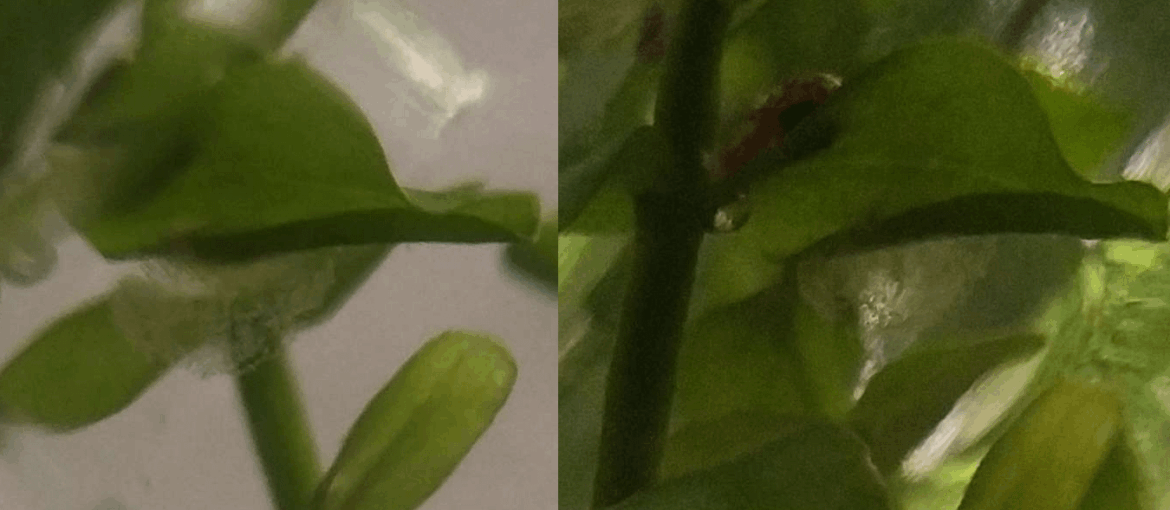 Is this mold? is it possible to tell what kind?