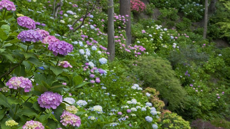 A hillside filled with hydrangea shrubs.