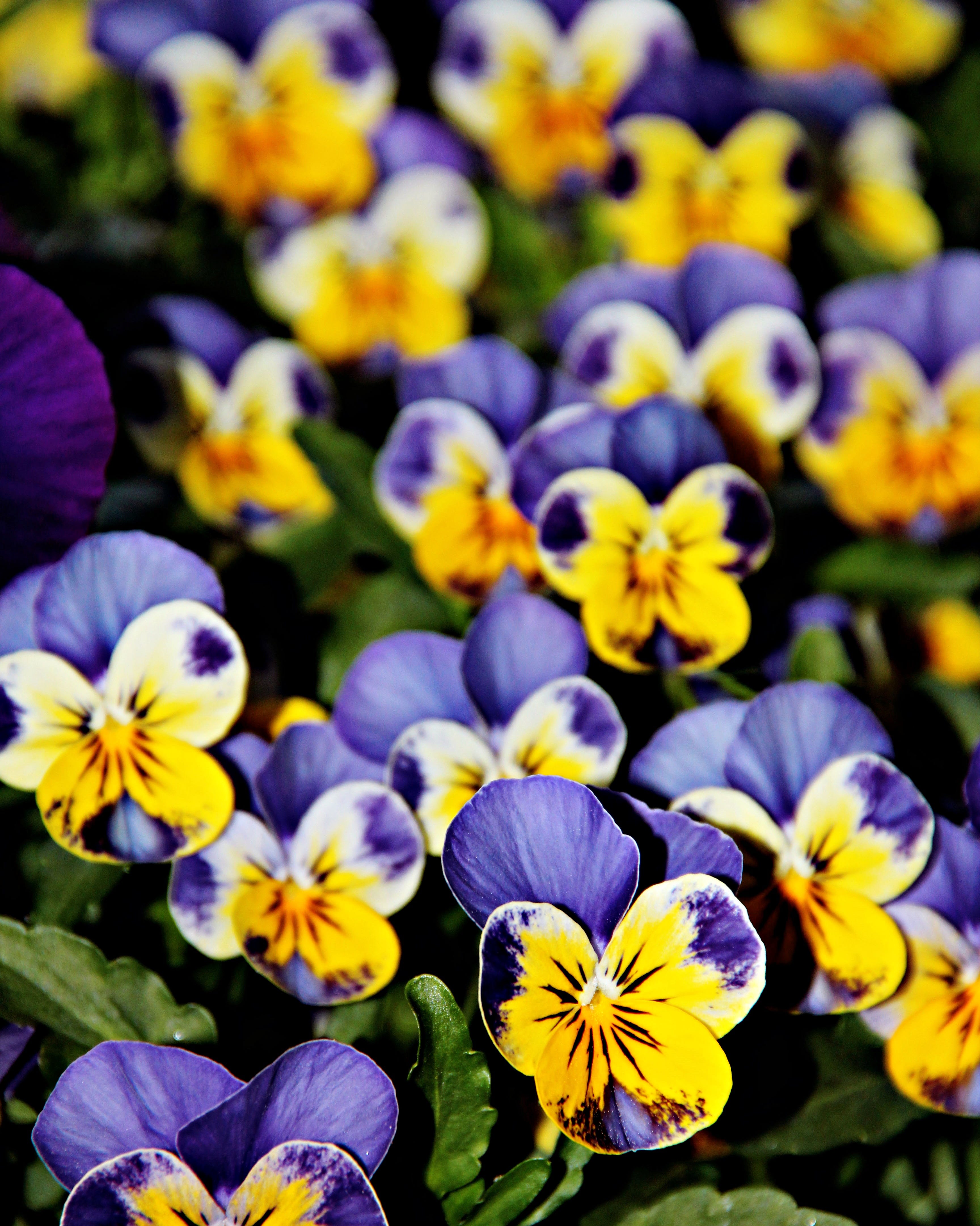 pansies growing outside in the garden