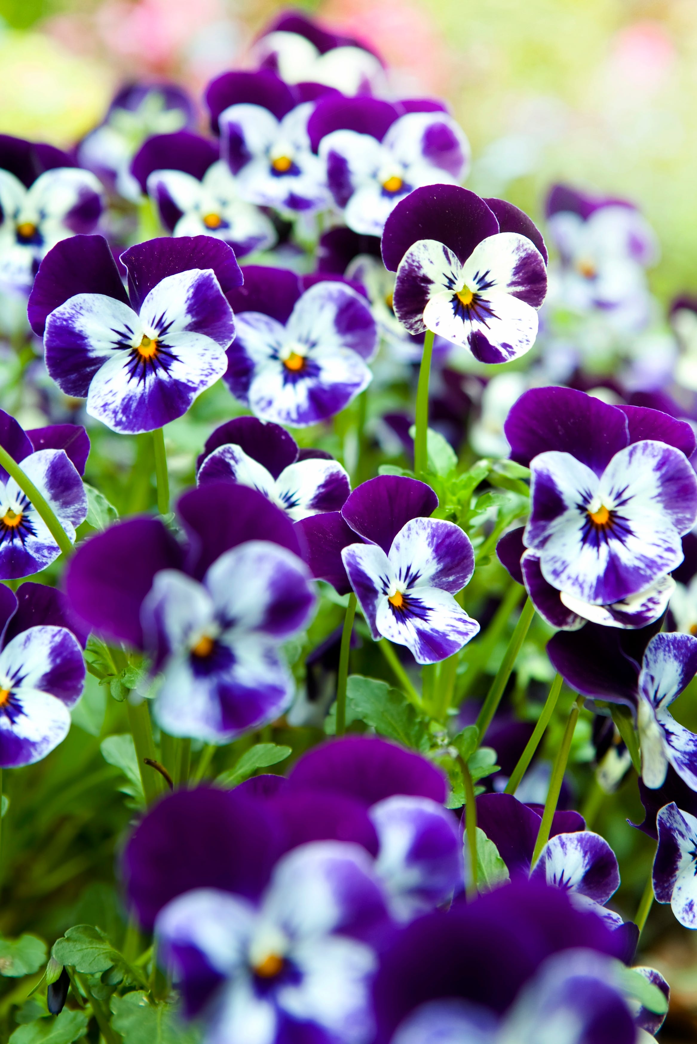 pansies in the garden